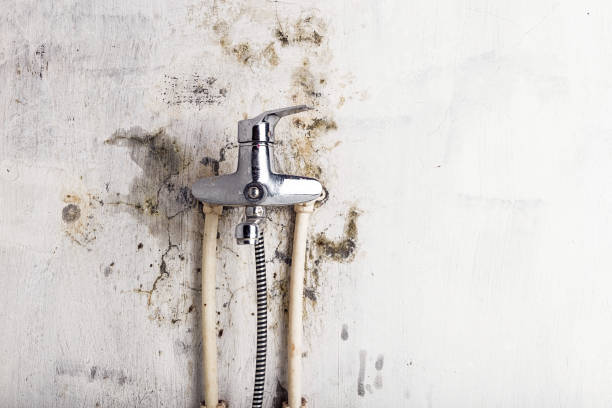 Best Toxic Mold Removal  in Tonganoxie, KS