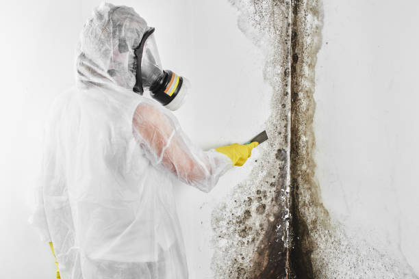 Best Attic Mold Removal  in Tonganoxie, KS