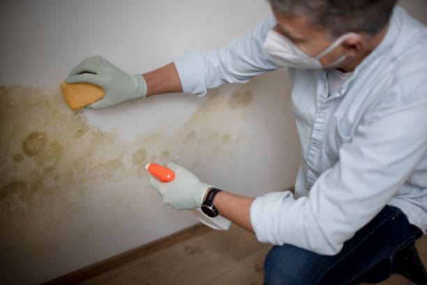 Best Mold Testing  in Tonganoxie, KS
