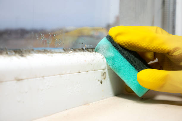 Best Emergency Mold Removal  in Tonganoxie, KS