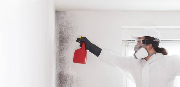 Best Mold Cleaning Services  in Tonganoxie, KS