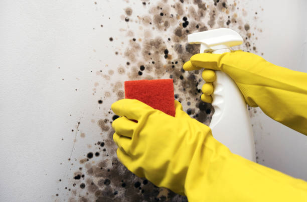 Best Best Mold Removal Companies  in Tonganoxie, KS
