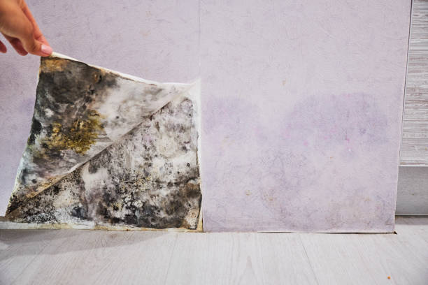 Best Office Mold Removal Services  in Tonganoxie, KS